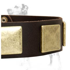 Dalmatian collar equipped with rust-resistant brass plates that will always shine