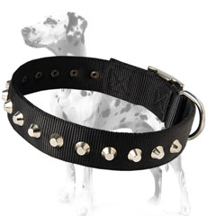 Durable fashionable Dalmatian dog collar