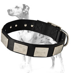 Attractiveness and durability with nylon Dalmatian dog collar