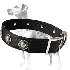 Nylon Dalmatian dog colalr for stylish walking