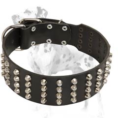 Attractive Leather Dalmatian dog collar