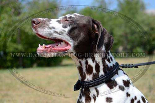 Perfectly fitting leather collar for Dalmatian