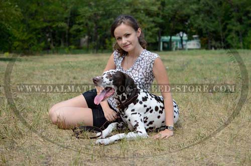 Quality hand-crafted leather collar for Dalmatian