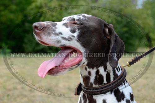 Dalmatian leather collar for walking