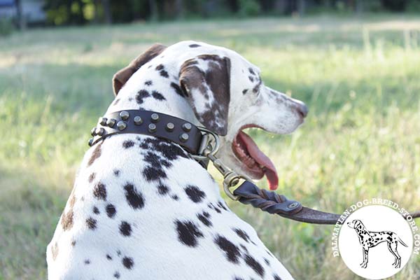 Dalmatian brown leather collar of classy design adorned with cones for improved control