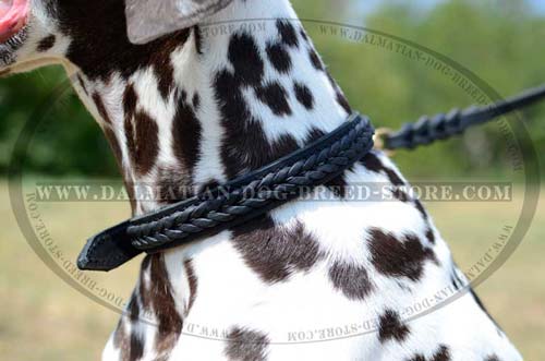 Hand-braided leather collar for Dalmatian