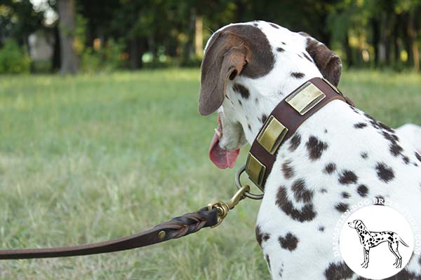Dalmatian brown leather collar of high quality plates for quality control