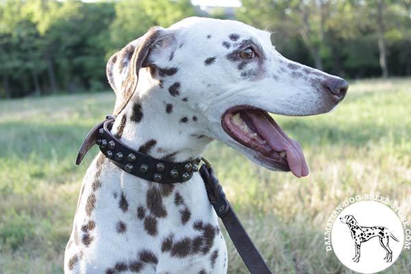 Dalmatian brown leather collar easy-to-adjust with cones for daily walks