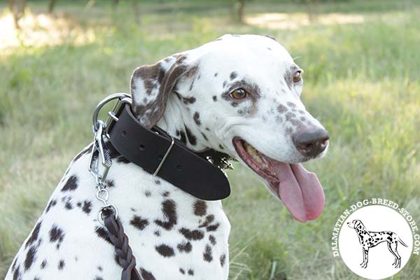 Dalmatian brown leather collar easy-to-adjust with nickel plated fittings for basic training