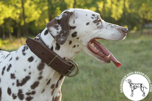 Dalmatian brown leather collar with rust-proof brass plated hardware for improved control