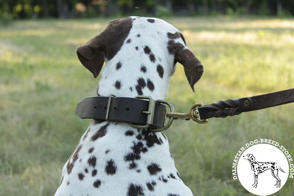 Dalmatian leather collar adjustable  with handset cones for walking in style