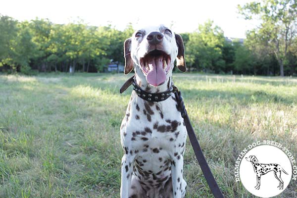 Dalmatian brown leather collar adjustable  decorated with cones for daily activity