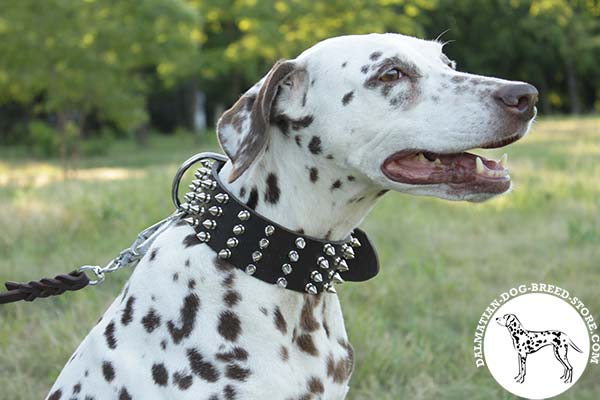 Dalmatian brown leather collar with rust-free spikes for utmost comfort