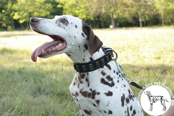 Dalmatian black leather collar with reliable fittings for walking in style