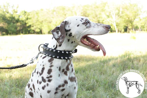 Dalmatian black leather collar adjustable  with riveted spikes for walking in style