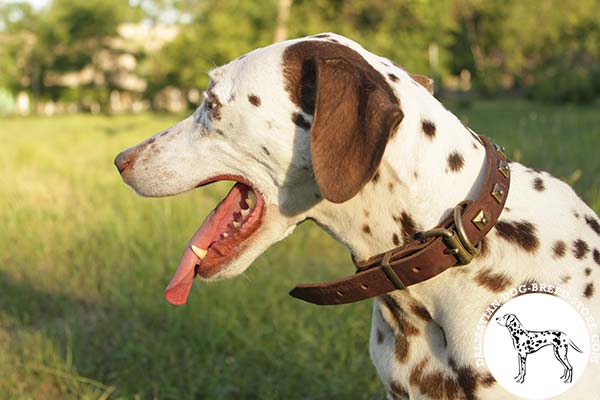 Dalmatian brown leather collar with durable hardware for quality control