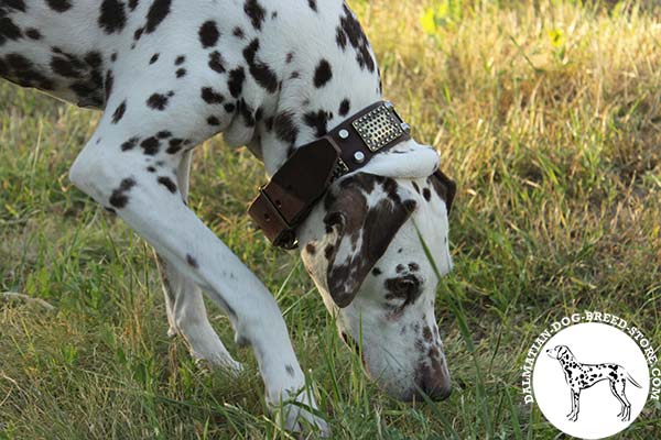 Dalmatian brown leather collar with durable brass plated fittings for any activity