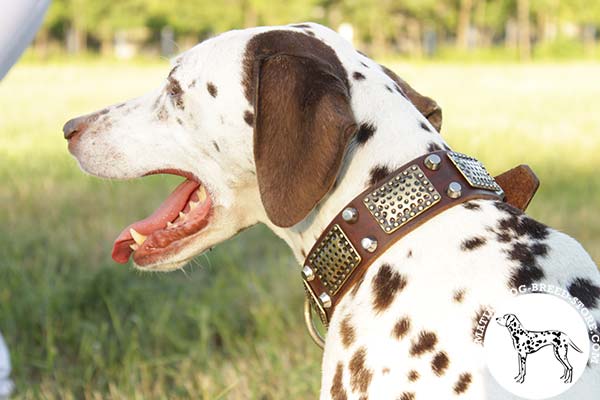 Dalmatian brown leather collar of classy design with handset adornment for daily activity
