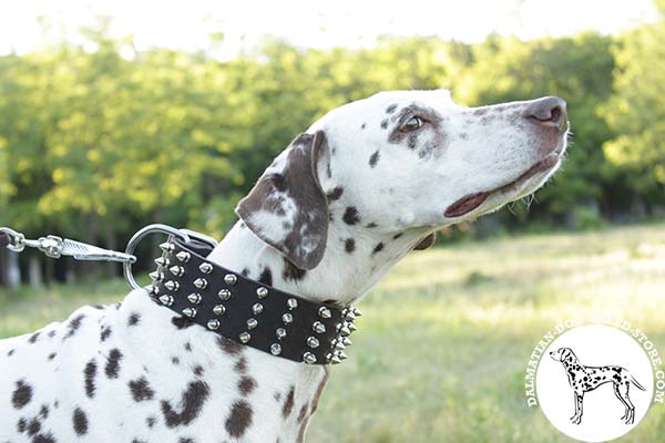 Dalmatian brown leather collar with rustless nickel plated hardware for better comfort