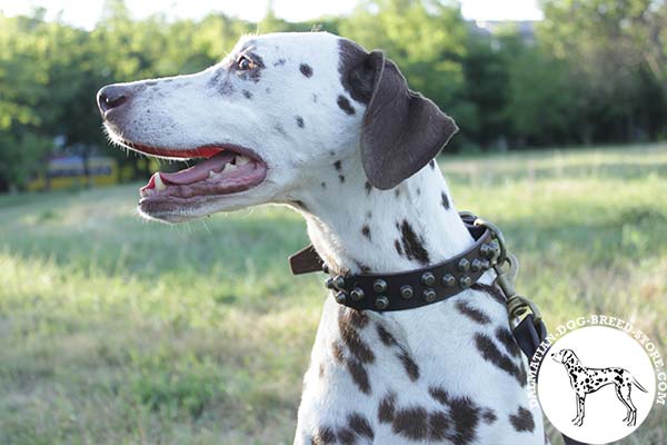 Dalmatian brown leather collar with vintage fittings for quality control