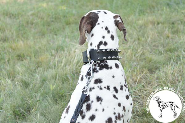 Dalmatian black leather collar of classy design with handset spikes for safe walking