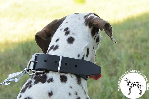 Dalmatian black leather collar with corrosion resistant fittings for basic training