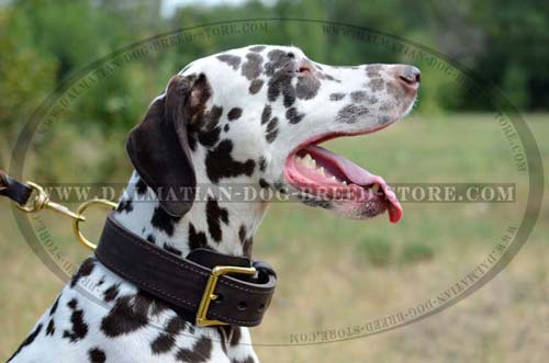 Dalmatian extra wide leather collar