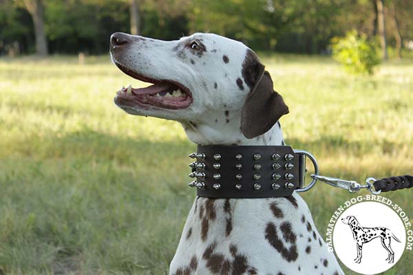 Dalmatian brown leather collar extra wide with nickel plated fittings for better comfort