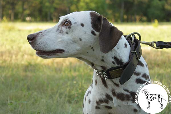 Dalmatian brown leather collar with reliable brass plated hardware for walking