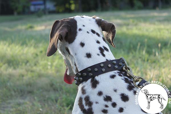 Dalmatian brown leather collar with reliable fittings for safe walking