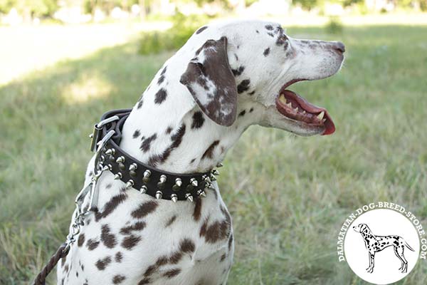 Dalmatian brown leather collar with elegant spikes for daily walks