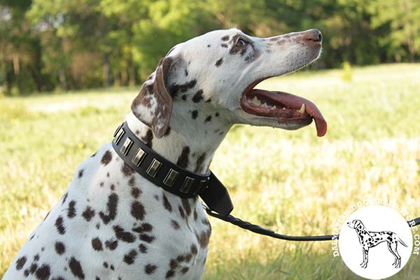 Dalmatian black leather collar with rust-free plates for any activity