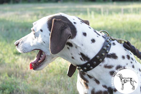 Dalmatian brown leather collar with duly riveted fittings for stylish walks