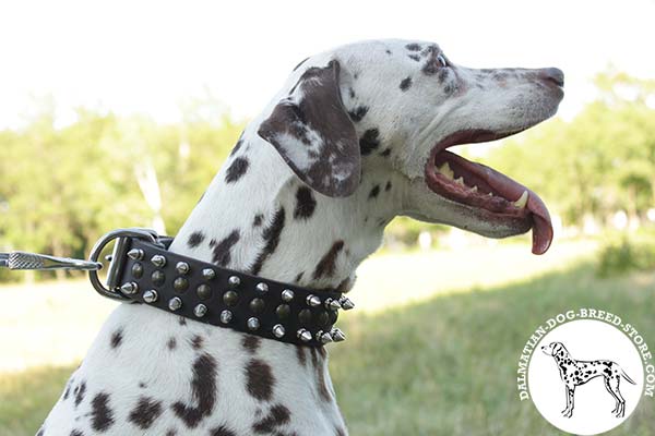 Dalmatian brown leather collar adjustable  with d-ring for leash attachment for improved control