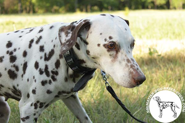 Dalmatian black leather collar with strong nickel plated hardware for perfect control