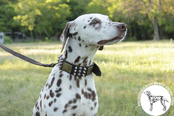 Dalmatian brown leather collar with duly riveted hardware for utmost comfort