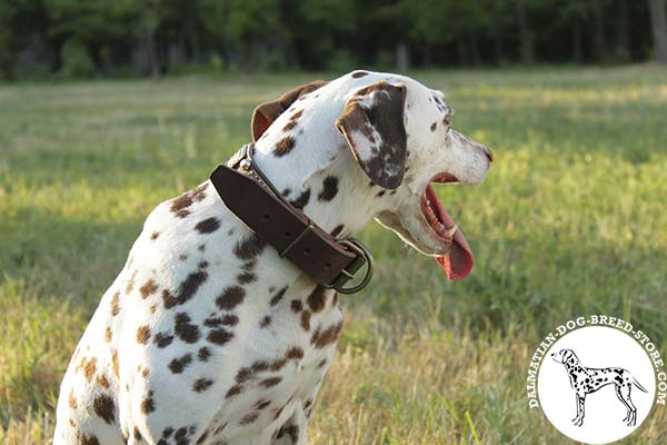 Dalmatian leather collar of genuine materials with riveted studs for quality control