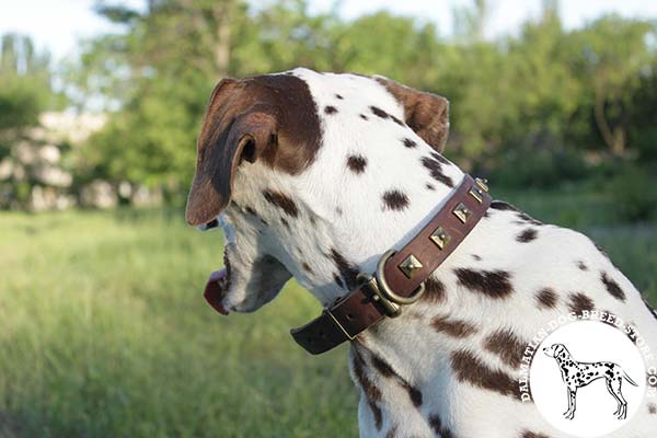 Dalmatian brown leather collar of genuine materials with studs for any activity