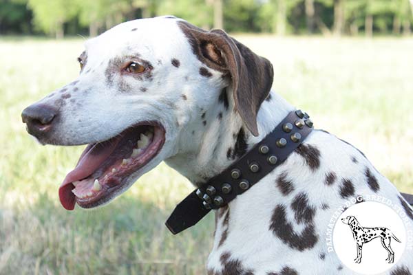 Dalmatian brown leather collar of classic design decorated with cones for walking