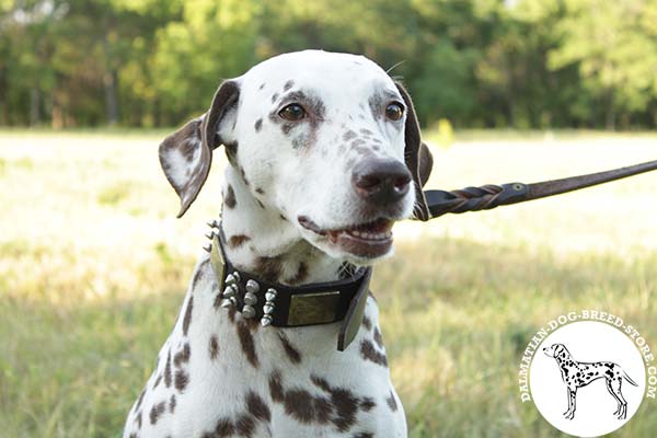 Dalmatian leather collar of classic design with riveted cones for safe walking