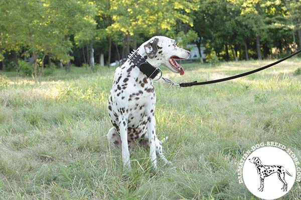 Dalmatian brown leather collar with non-corrosive nickel plated fittings for quality control