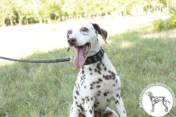 Dalmatian black leather collar with duly riveted hardware for utmost comfort