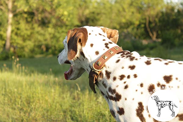 Dalmatian brown leather collar of high quality decorated with studs for daily walks