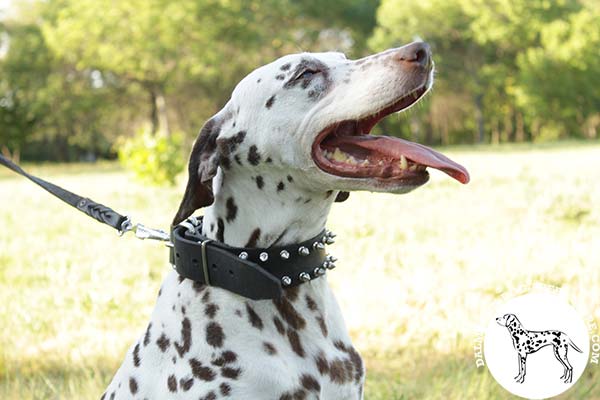 Dalmatian black leather collar of high quality with handset decoration for any activity