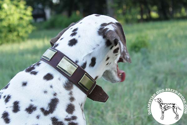 Dalmatian brown leather collar adjustable  decorated with plates for daily walks