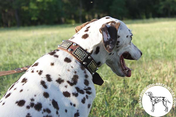 Dalmatian brown leather collar of high quality studded for better comfort