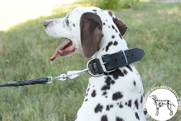Dalmatian black leather collar with rustless hardware for professional use