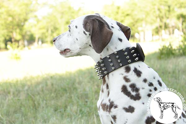 Dalmatian brown leather collar with corrosion resistant hardware for perfect control