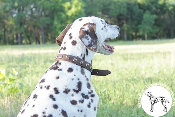 Dalmatian brown leather collar with non-corrosive fittings for walking in style