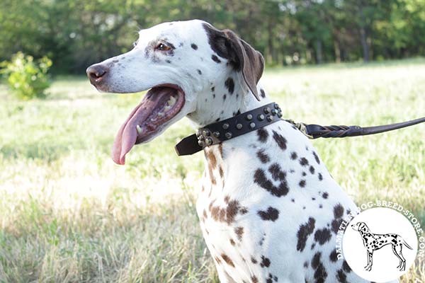 Dalmatian brown leather collar with corrosion resistant hardware for utmost comfort